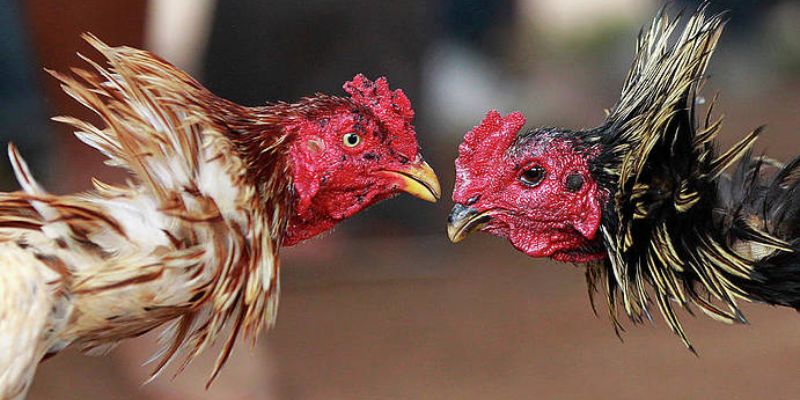 Những hình thức đá gà tại MB66 được yêu thích nhất