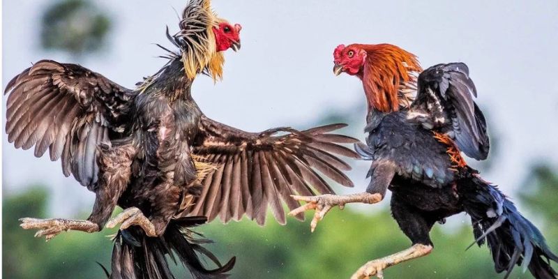 Hướng dẫn chi tiết tham gia đá gà tại MB66