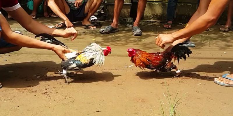 Kinh nghiệm đá gà tại MB66 hiệu quả cho người mới