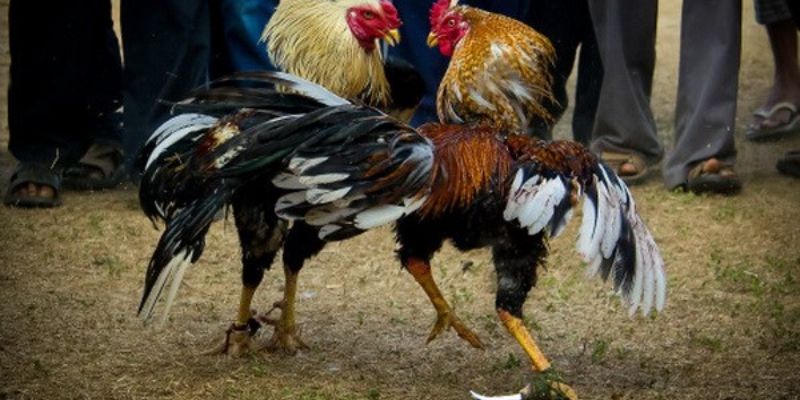 Một số ưu điểm nổi bật của sảnh đá gà MB66