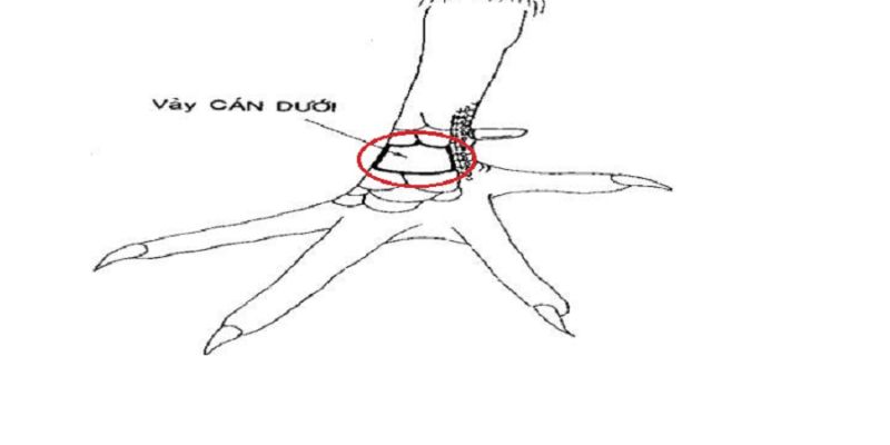 Ba loại vảy gà vấn cán hiện có