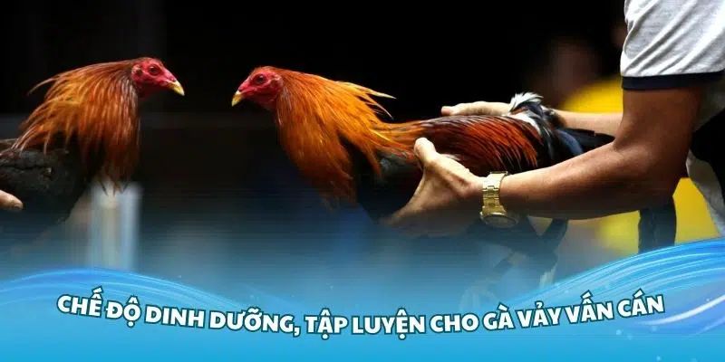 Chăm sóc chiến kê vảy vấn cán hợp lý