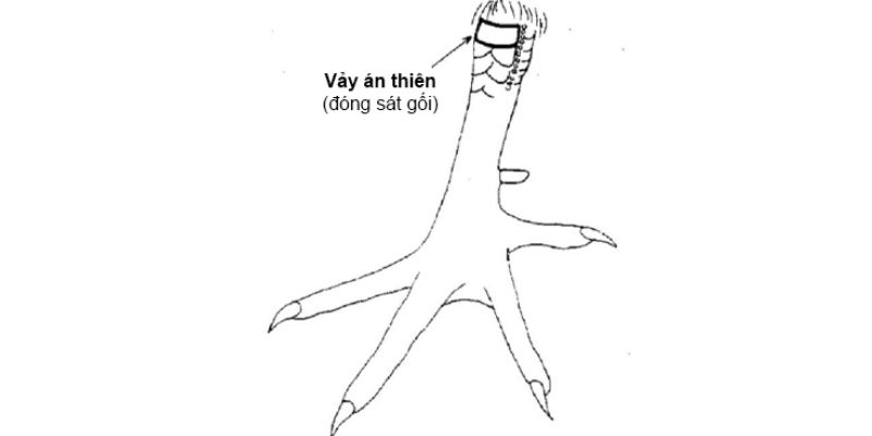 Giải thích vảy gà án thiên là gì