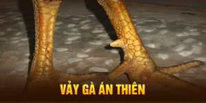 Vảy Gà Án Thiên Là Gì? Công Dụng Như Thế Nào Với Chiến Kê