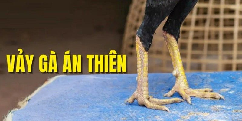 Cách chăm sóc cho chiến kê vảy gà án thiên