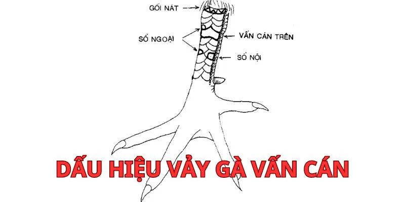 Vảy gà vấn cán có vẻ ngoài như thế nào