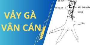 Vảy Gà Vấn Cán Là Gì? Dấu Hiệu Tốt Hay Xấu Cho Chiến Kê